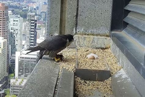 367 collins street falcons|Two eggs from Melbourne's 367 Collins falcon hatch on high.